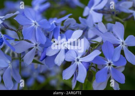 Phlox maculata - wilde sweet William - Woodland phlox-wild blue Phlox Stockfoto