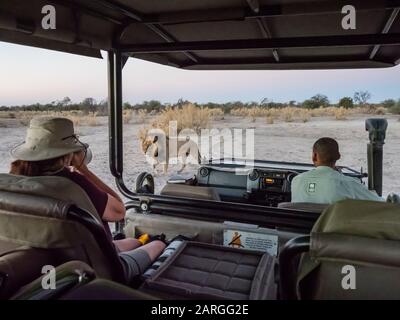 Männlicher Löwe (Panthera leo), der in der Nähe des Safari-Fahrzeugs im Okavango-Delta, Botswana, Afrika, spazieren geht Stockfoto