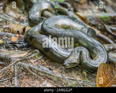 Eine Erwachsene grüne Anakonda (Eunectes murinus), Maranon River, Amazonas Basin, Loreto, Peru, Südamerika Stockfoto