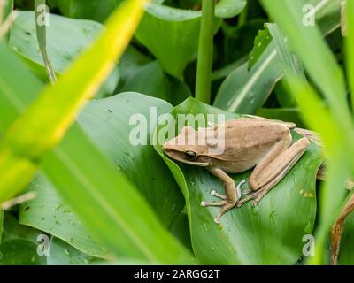 Ein erwachsener Raketenfrosch (Hyla lanciformis), am Pacaya River, Amazonasbecken, Loreto, Peru, Südamerika Stockfoto