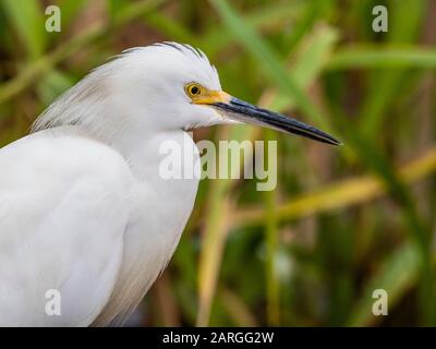 Ein ausgewachsenes Schneebrett (Egretta thula), Belluda Cano, Amazonasbecken, Loreto, Peru, Südamerika Stockfoto