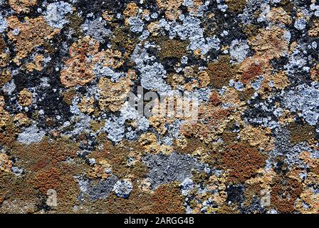 Antike Steinplatte mit verschiedenartigen Flechten bedeckt. Stockfoto