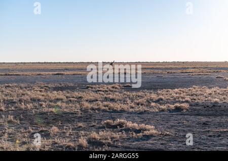 Wide Angle Shot eines angolanischen Giraffe - Giraffa giraffa angolensis - illustriert die große Offenheit der Ebenen von Etosha National Park, Namibia. Stockfoto