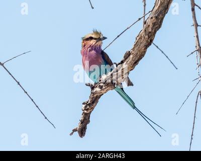 Ein reihiger Roller (Coracias caudatus) für Erwachsene im Chobe National Park, Botswana, Afrika Stockfoto