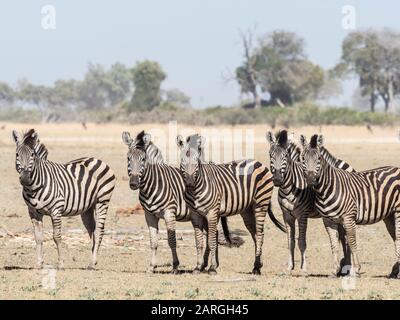 Erwachsene Ebenen Zebra (Equus quagga burchellii), im Okavango-Delta, Botswana, Afrika Stockfoto