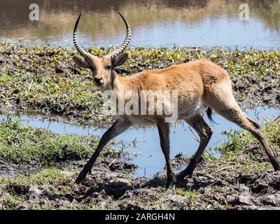 Erwachsene, rote Lechwe (Kobus leche), im Chobe National Park, Botswana, Afrika Stockfoto