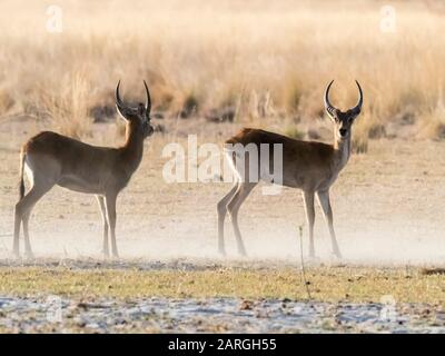 Erwachsener roter Lechwe (Kobus leche), in der Trockenzeit im Okavango-Delta, Botswana, Afrika Stockfoto