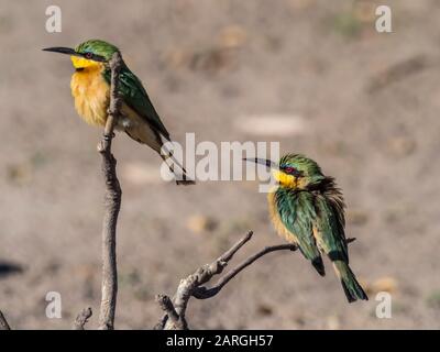 Ein Paar kleine Bienen (Merops pusillus), die im Chobe National Park, Botswana, Afrika thront Stockfoto