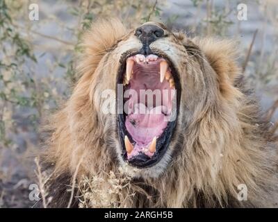 Erwachsener männlicher Löwe (Panthera leo), im Okavango-Delta, Botswana, Afrika Stockfoto