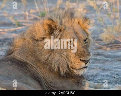 Erwachsener männlicher Löwe (Panthera leo), im Okavango-Delta, Botswana, Afrika Stockfoto