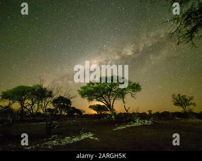 Der milchige Weg über Akazienbäume nachts im Okavango-Delta, Botswana, Afrika Stockfoto