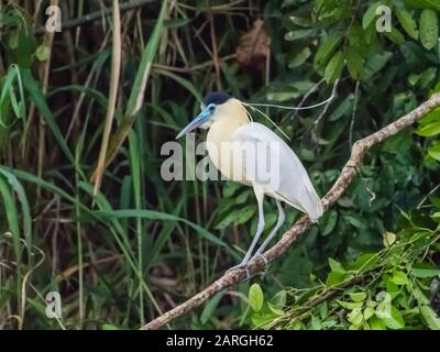 Ein Erwachsener hat Reiher (Pilhelodius pileatus), Belluda Cano, Amazonasbecken, Loreto, Peru, Südamerika mit einer Kappe bedeckt Stockfoto