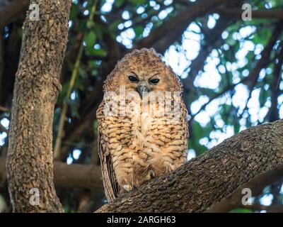 Eine junge Pel's Angel-Eule (Scotopelia Peli), im Okavango-Delta, Botswana, Afrika Stockfoto