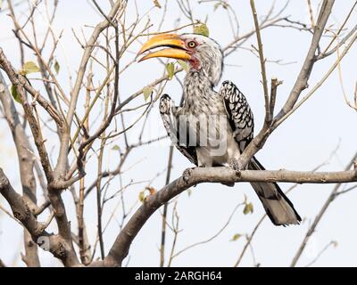 Ein adulter südgelb-abgerechneter Hornbill (Tockus leucomelas), im Okavango-Delta, Botswana, Afrika Stockfoto