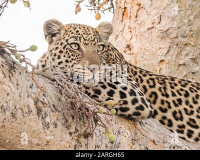 Ein ausgewachsener Leopard (Panthera pardus), der in einem Baum im Okavango-Delta, Botswana, Afrika ruht Stockfoto