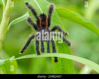 Eine Erwachsene peruanische Pinktoe-Tarantula (Avicularia juruensis), am Pacaya Fluss, Nauta, Peru, Südamerika Stockfoto