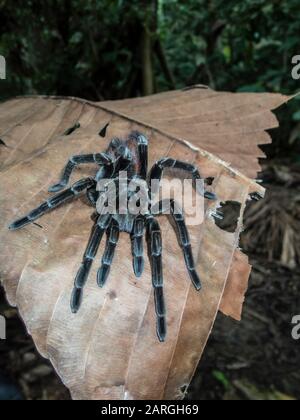 Eine Erwachsene peruanische Pinktoe-Tarantula (Avicularia juruensis), am Fluss Maranon, Nauta, Peru, Südamerika Stockfoto