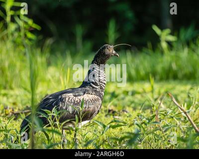 Ein erwachsener Horned Screamer (Anhima cornuta), auf der Nauta Cano, dem Amazonasbecken, Loreto, Peru, Südamerika Stockfoto