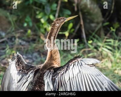 Erwachsene Anhinga (Anhinga anhinga), im Shark Valley, Everglades National Park, Florida, Vereinigte Staaten von Amerika, Nordamerika Stockfoto