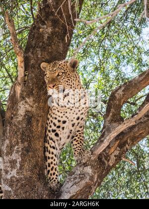 Ein ausgewachsener Leopard (Panthera pardus), der sich von einem Warthog ernährte, den er in einem Baum im Chobe National Park, Botswana, Afrika hinaufzog Stockfoto