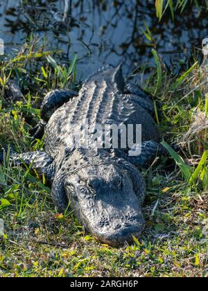 Ein wilder amerikanischer Alligator (Alligator mississippiensis), im Shark Valley, Everglades National Park, Florida, Vereinigte Staaten von Amerika, Nordamerika Stockfoto