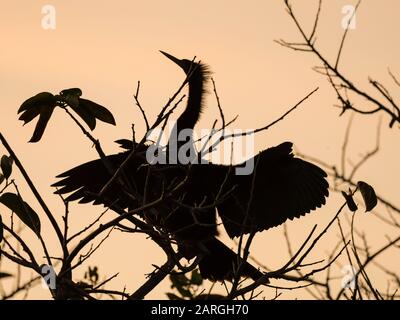 Erwachsene Anhinga (Anhinga anhinga) bei Sonnenuntergang im Shark Valley, Everglades National Park, Florida, Vereinigte Staaten von Amerika, Nordamerika Stockfoto