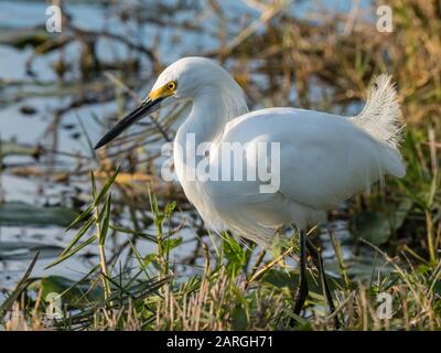 Schneebedecktes Egretta thula für Erwachsene, Shark Valley, Everglades National Park, Florida, Vereinigte Staaten von Amerika, Nordamerika Stockfoto