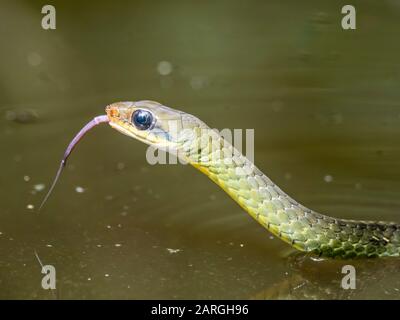 Ein ausgewachsener Olive Whipsnake (Chironius Fuscus), der in Belluda Creek, Ucayali River, Loreto, Peru, Südamerika schwimmt Stockfoto