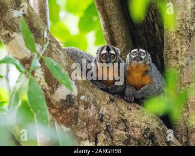 Erwachsene Spix's Night Monkeys (Aotus vociferans), in Pahuachiro Creek, Amazon River Basin, Iquitos, Peru, Südamerika Stockfoto