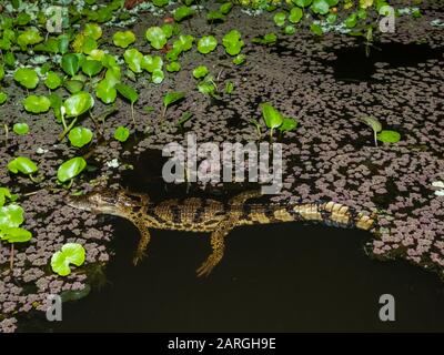 Ein junger, spektakulärer Caiman (Caiman Crocodilus) nachts auf Rio El Dorado, Ucayali River, Amazon Basin, Loreto, Peru, Südamerika Stockfoto