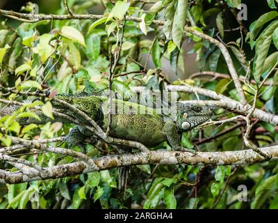 Ein erwachsener grüner Iguana (Iguana iguana), der in der Sonne am Yanayacu Fluss, im Amazonasbecken, in Loreto, Peru, Südamerika schwelt Stockfoto