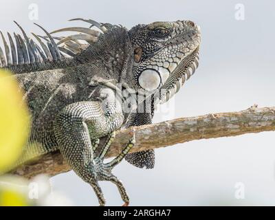 Ein erwachsener grüner Iguana (Iguana iguana), der in der Sonne auf dem Yanayacu-Fluss, dem Amazonasbecken, Loreto, Peru, Südamerika schwelte Stockfoto