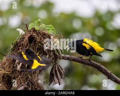 Erwachsene gelbe Kakiken (Cacicus cela), am Nestgelände in Belluda Cano, Amazonasbecken, Loreto, Peru, Südamerika Stockfoto
