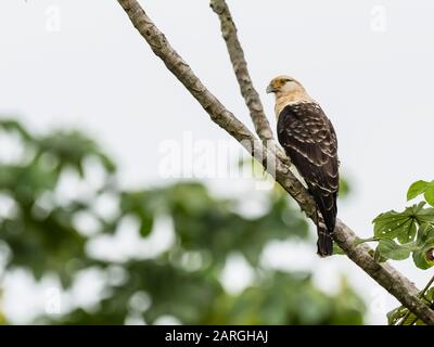 Ein erwachsenes, gelb geköpftes Karacara (Milvago chimachima), Belluda Cano, Amazonasbecken, Loreto, Peru, Südamerika Stockfoto