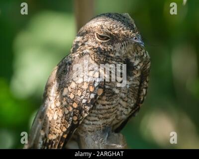 Ein ausgewachsener häufiger Pauraque (Nyctidromus albicollis), Rio Yanayacu, Amazonasbecken, Loreto, Peru, Südamerika Stockfoto