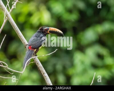 Ein Erwachsener letterte Aracari (Pteroglossus inscriptus), in Belluda Cano, Amazonasbecken, Loreto, Peru, Südamerika Stockfoto