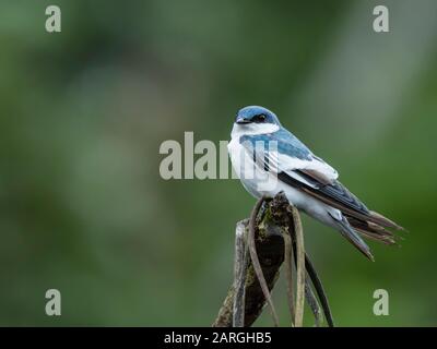 Eine ausgewachsene Weißwangenschwalbe (Tachycineta albiventer), Belluda Creek, Ucayali River, Amazon River Basin, Peru, Südamerika Stockfoto
