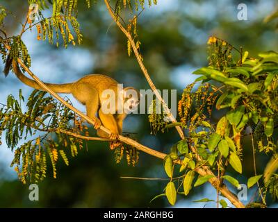 Ausgewachsener häufiger Gleithörnchenaffe (Saimiri sciureus), Lake Clavero, Amazonasbecken, Loreto, Peru, Südamerika Stockfoto