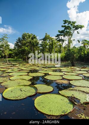 Eine große Gruppe von Victoria-Seerosen (Victoria amazonica), am Yarapa-Fluss, Nauta, Peru, Südamerika Stockfoto