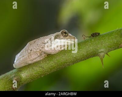 Ein adulter amazonischer Milchfrosch (Trachycephalus macrotis) im Amazon Rescue Center, Iquitos, Peru, Südamerika Stockfoto