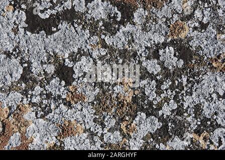 Alte natürliche Struktur aus moosem Stein in Grautönen Stockfoto