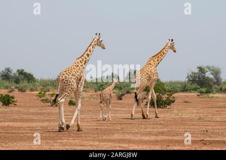 Westafrikanische Giraffen (Giraffa camelopardalis peralta), Koure, Niger, Westafrika, Afrika Stockfoto