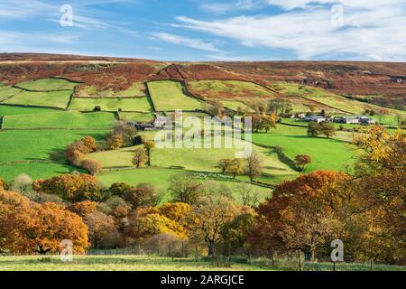 Herbstsonne über grünen Feldern und Laubenholz in Farndale, Den North Yorkshire Moors, Yorkshire, England, Großbritannien, Europa Stockfoto