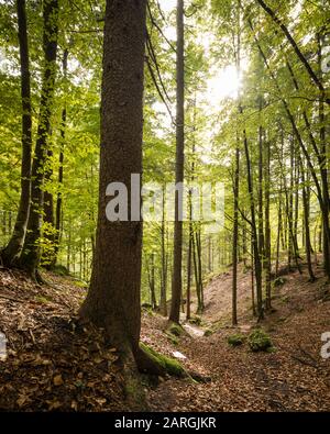 Wald in der Nähe des Pericnik Wasserfalls, Triglav National Park, Upper Carniola, Slowenien, Europa Stockfoto