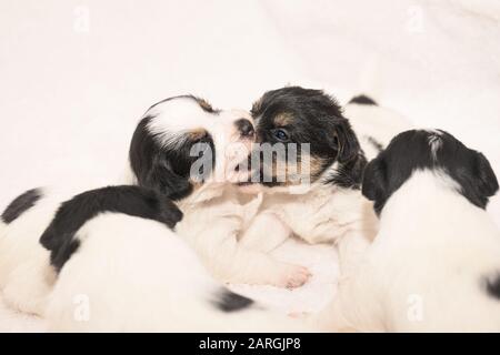Puppen 3 Wochen alt. Reinrassige neugeborene, sehr kleine Jack Russell Terrier Welpen Hunde spielen und kämpfen mit den Geschwistern Stockfoto