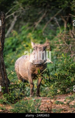 Warthog im Kruger National Park Südafrika Stockfoto