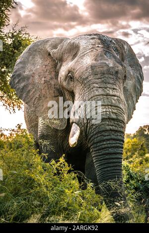 Massive Elephant Bull in Afrikas Wildnis, Kruger National Park, Südafrika Stockfoto