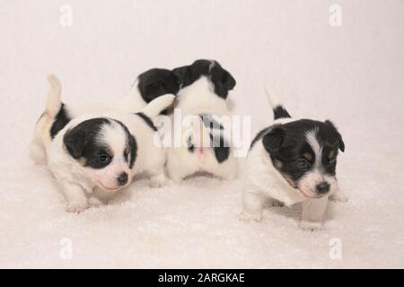 Puppen 3,5 Wochen alt. Eine Gruppe von pürierten kleinen Jack Russell Terrier Babyhunden Stockfoto
