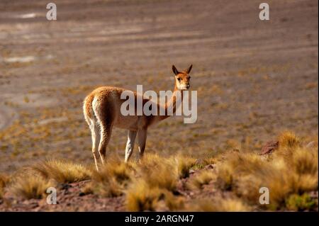 Vicuna weidete in der Nähe von Miniques, Lagunas Altiplanicas, Antofagasta, Chile Stockfoto