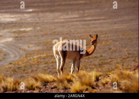 Vicuna weidete in der Nähe von Miniques, Lagunas Altiplanicas, Antofagasta, Chile Stockfoto